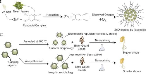 Annealing-induced optimization of green-synthesized ZnO nanoparticles for improved nanopriming in sustainable agriculture